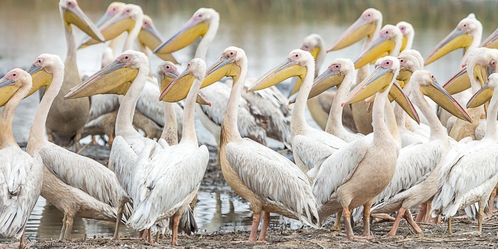 Flock of Great White Pelicans