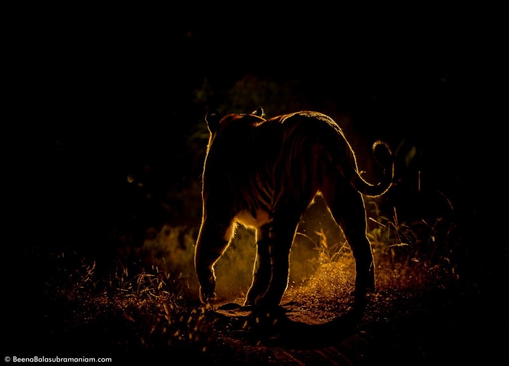 Tiger back lit