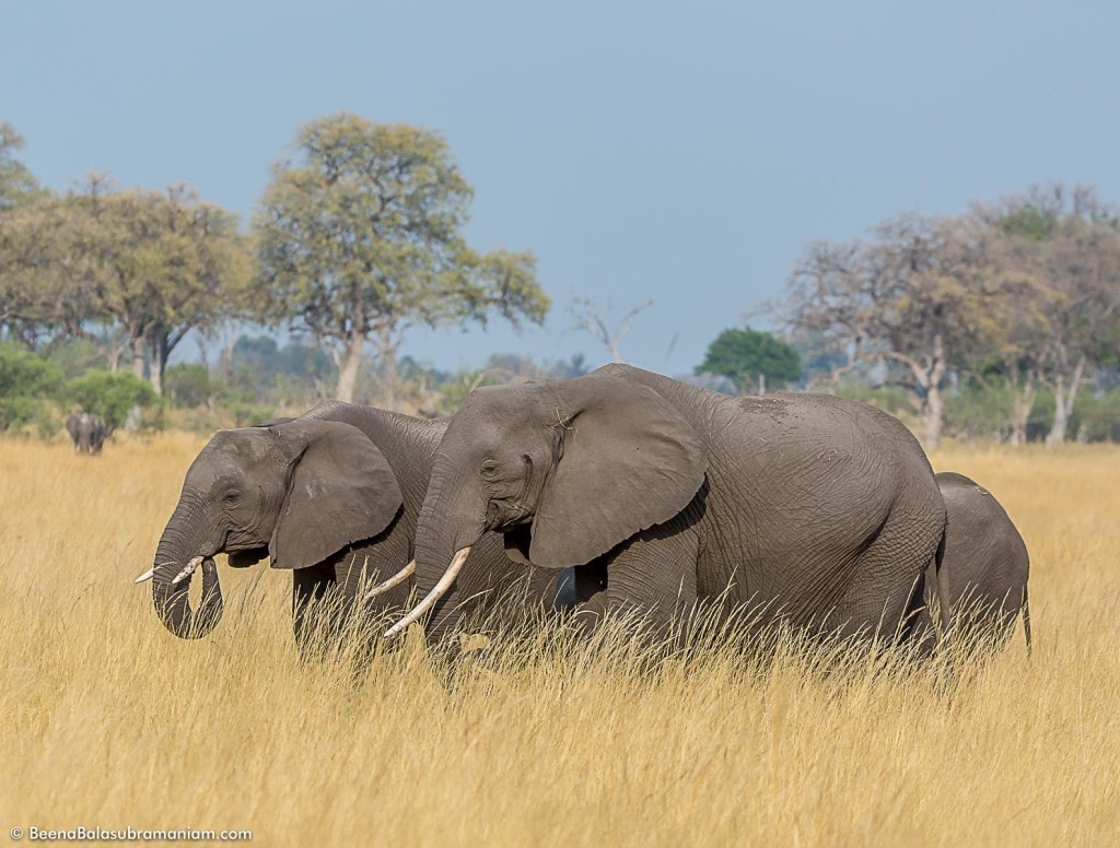 A Family in search of Water in the drying veld of Botswana