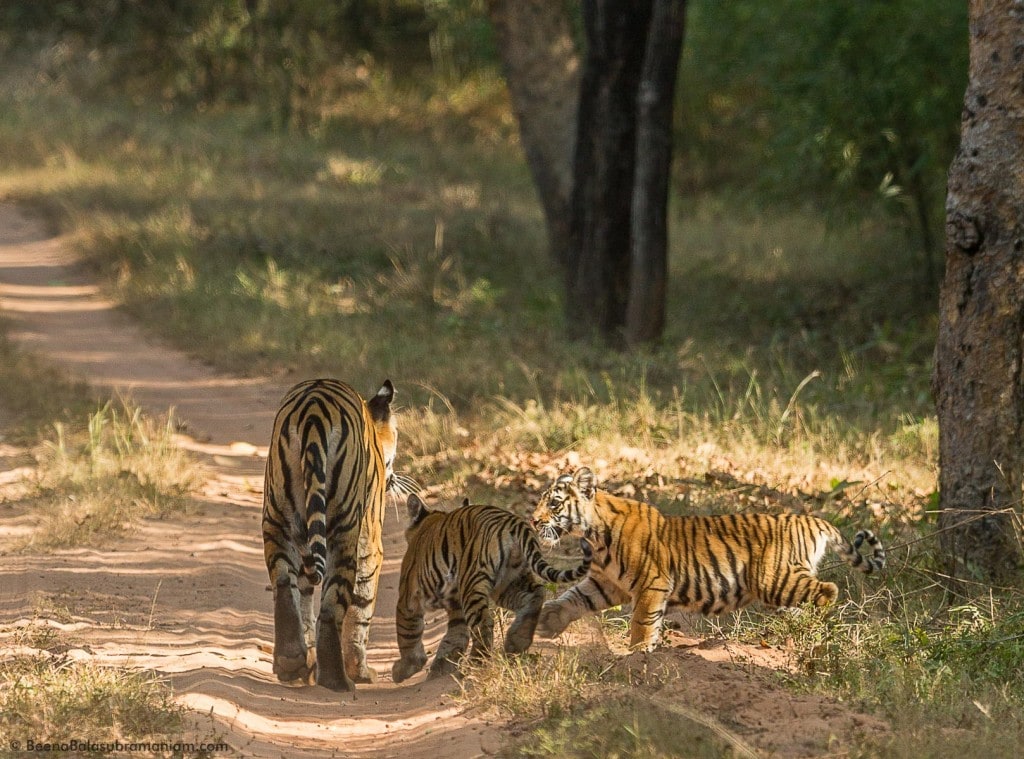 Lights, Shadows and Tiger Cubs