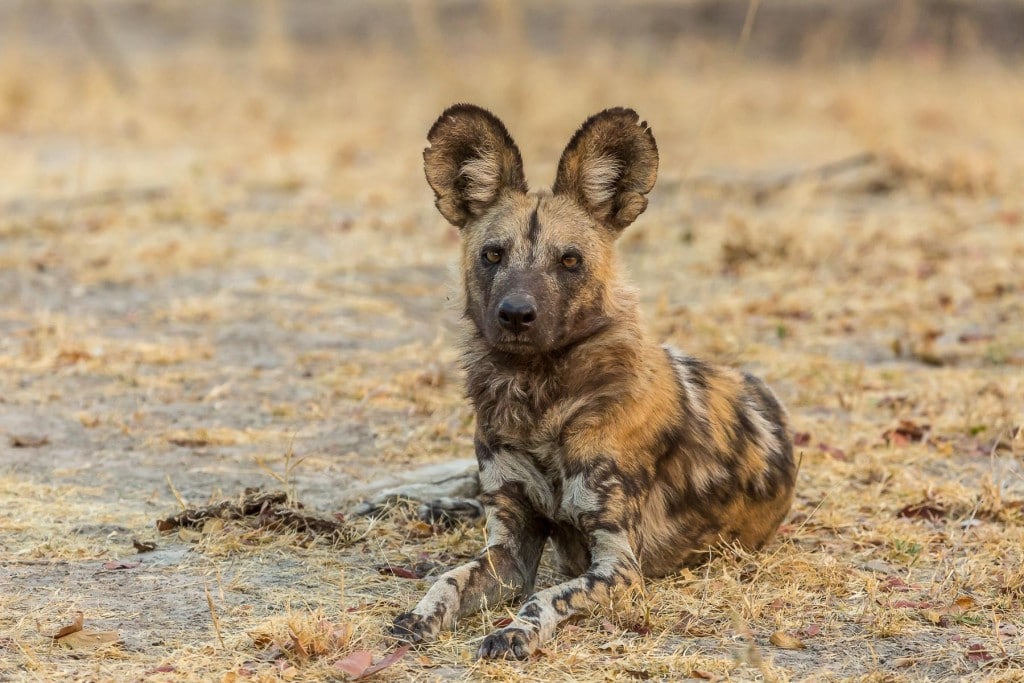 The African Wild Dog, Lycaon Pictus