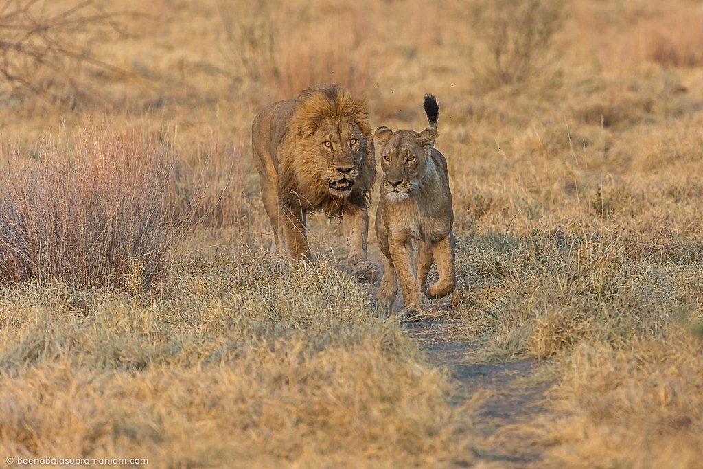 The Aggressor and the smart Lioness