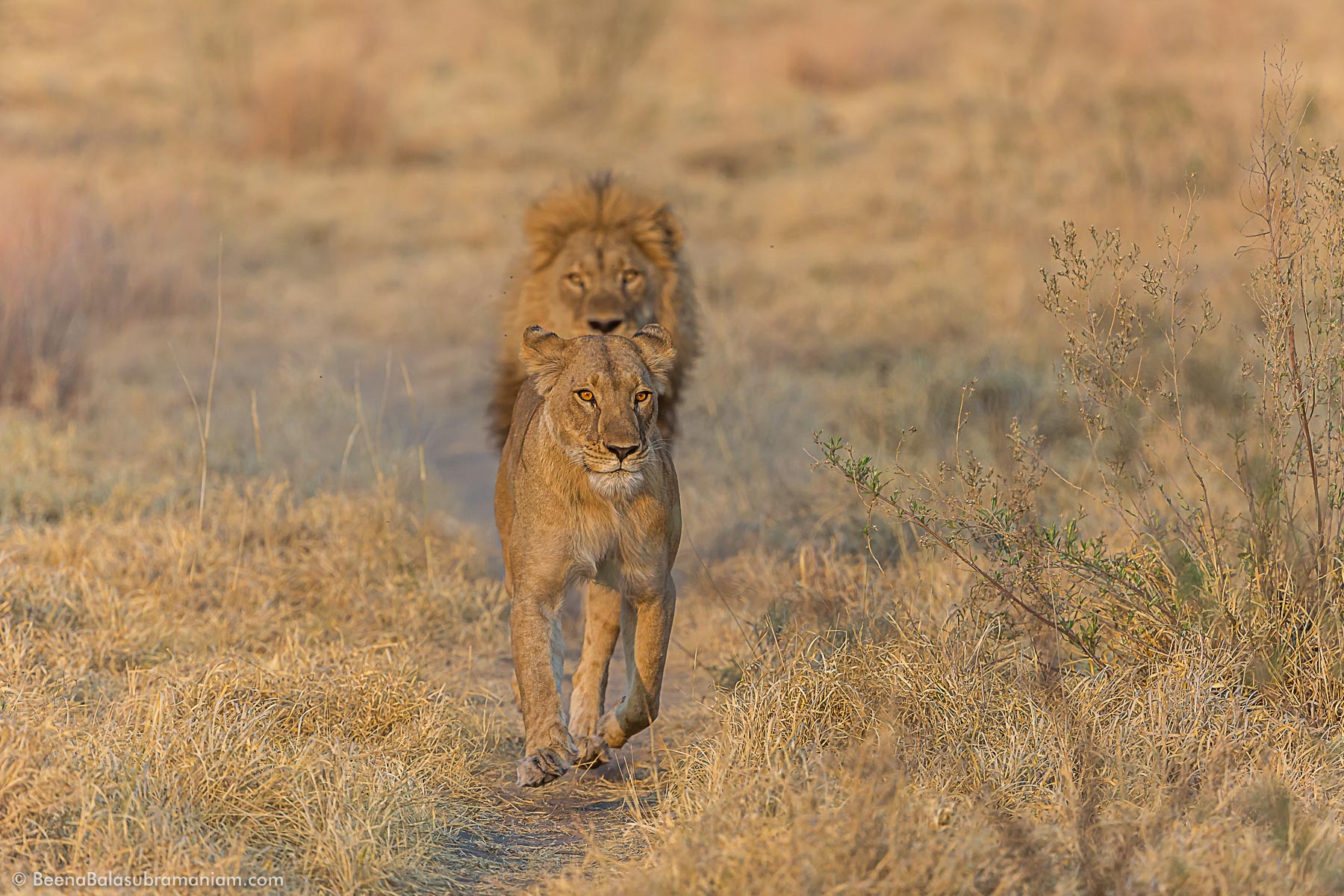 The Intelligent Lioness