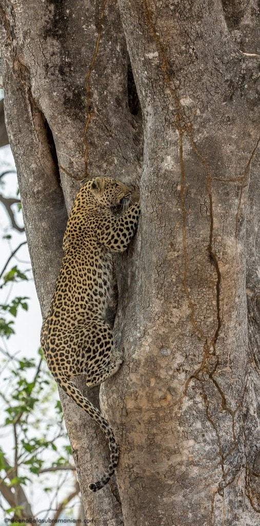 The stealthy climber