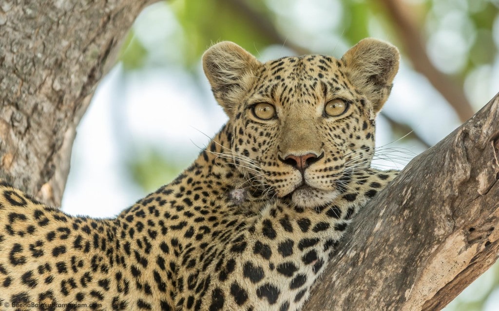 A Cool Leopardess