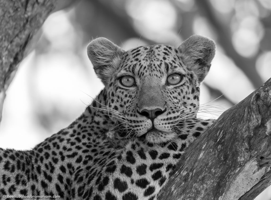 Watch Tower- Leopardess