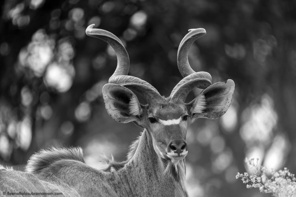 Male Kudu Antelope