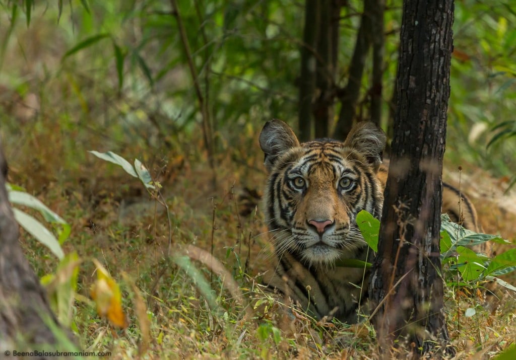 Curious cub - awaits her mother