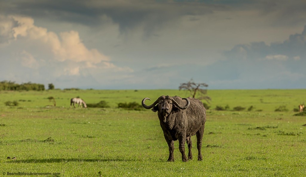 Cape Buffalo