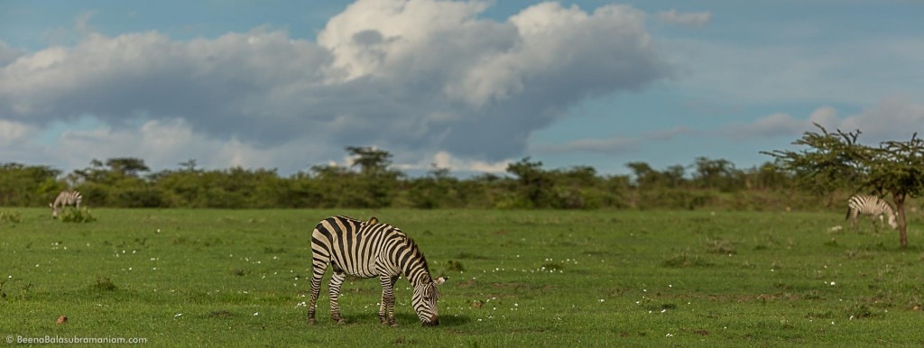 The Rich Savannah of the Masai Mara