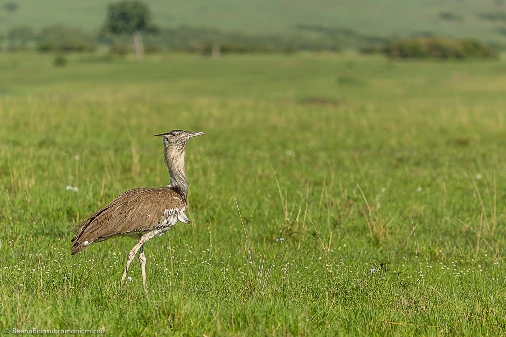 The kori bustard - Ardeotis kori