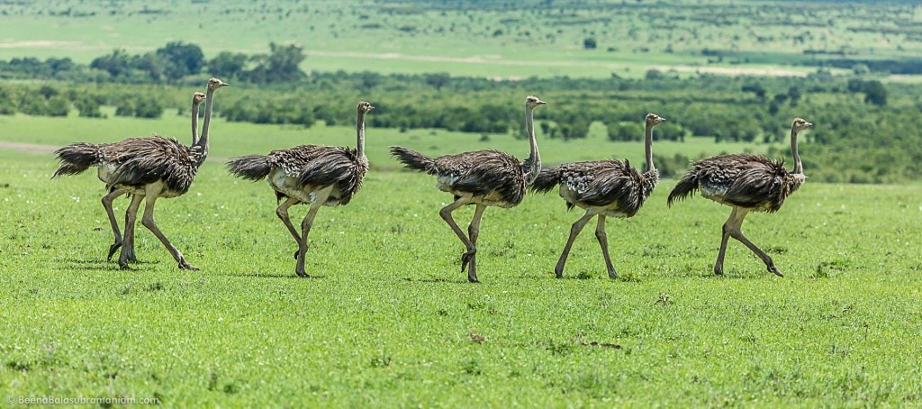 Parade - Common Ostrich -