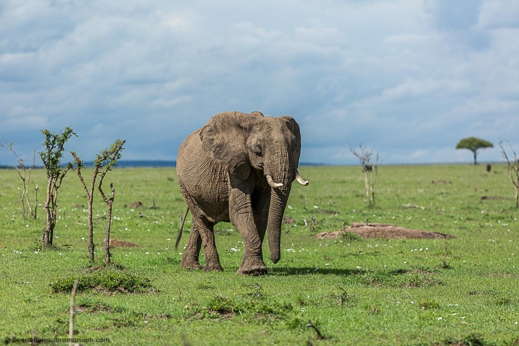 Pachyderm of the Masai Mara