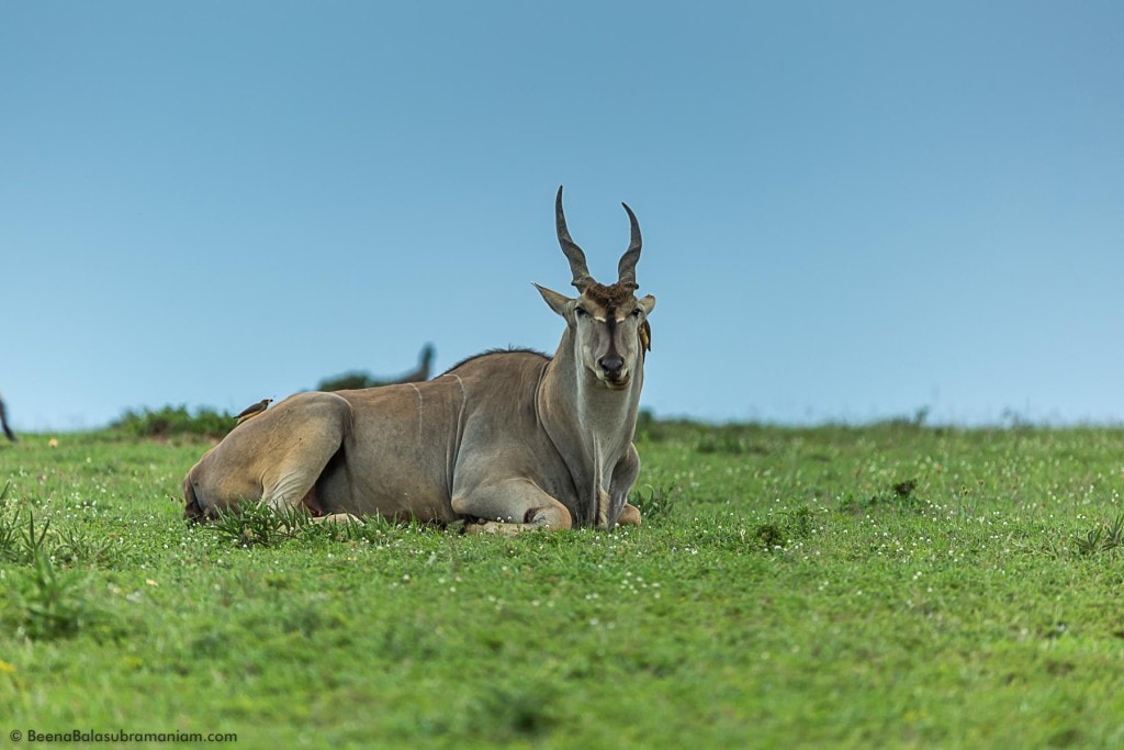 Eland