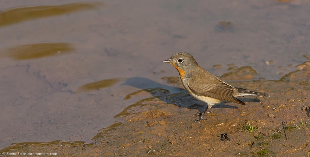 The red-breasted flycatcher