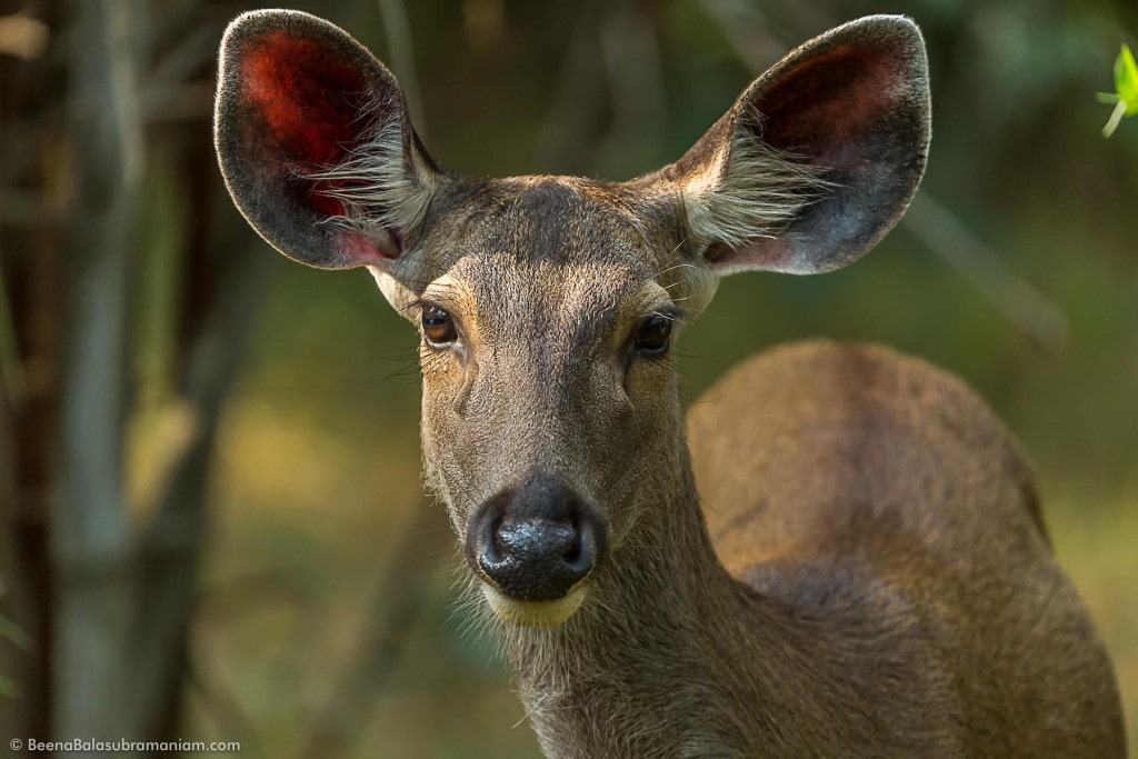 Portrait of a Sambar Deer