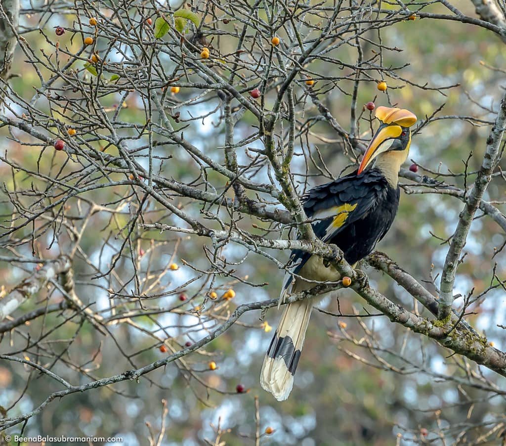 The great hornbill