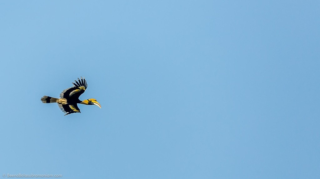The great hornbill in flight