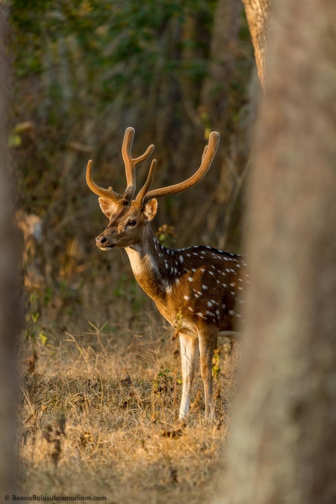 Framed between the teak trees