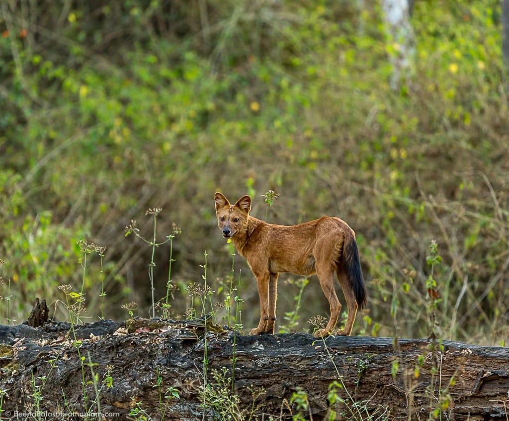 The Dhole, The Indian Wild Dog