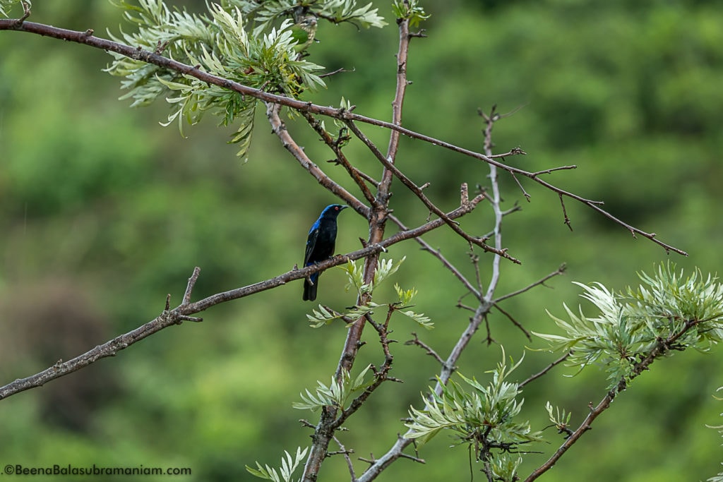 Blue winged parakeet or Malabar parakeet