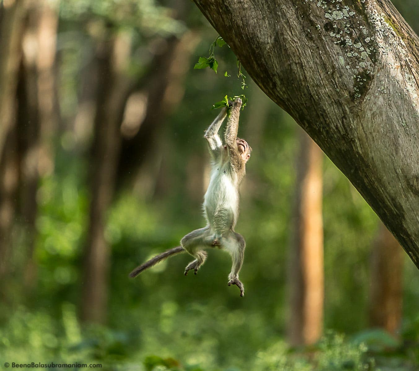 Playtime -Rhesus macaque