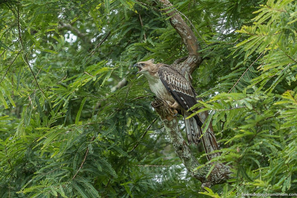 Calls of the Crested Hawk Eagle