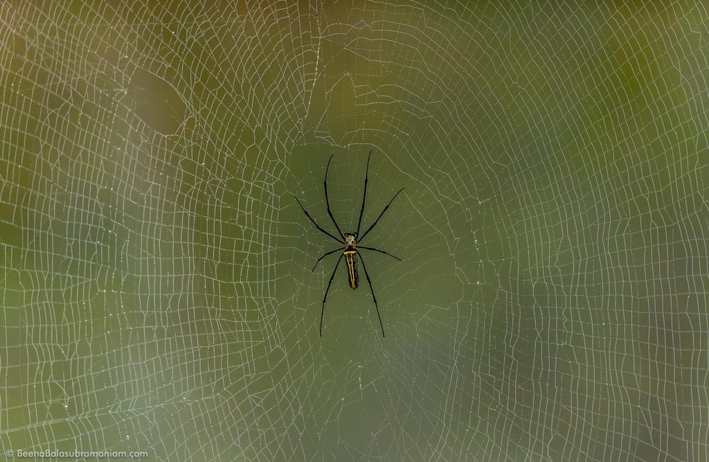 Giant Wood spider