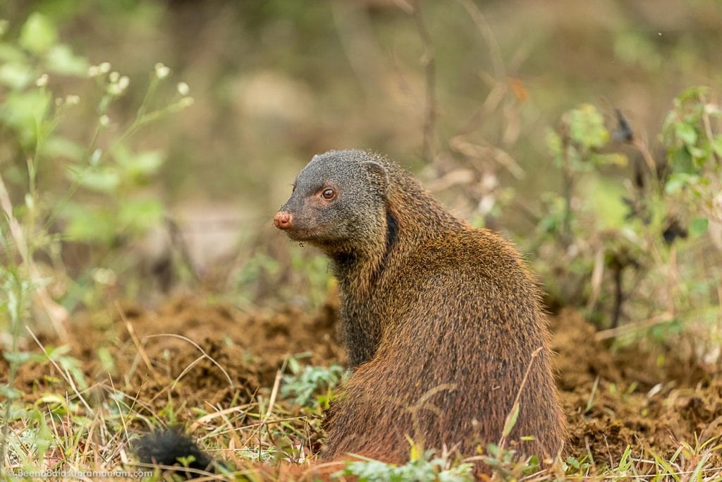 Side stripe Mongoose