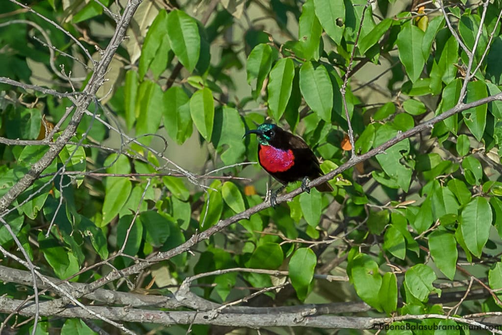 crimson sun bird