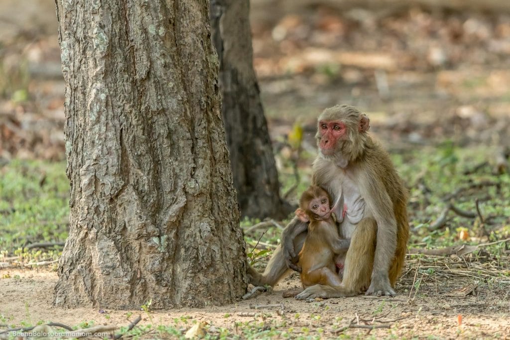 Rhesus macaque