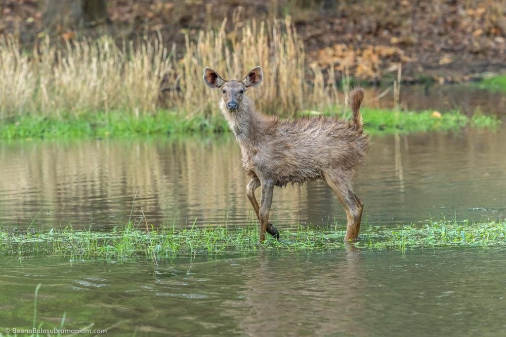 Sambar fawn