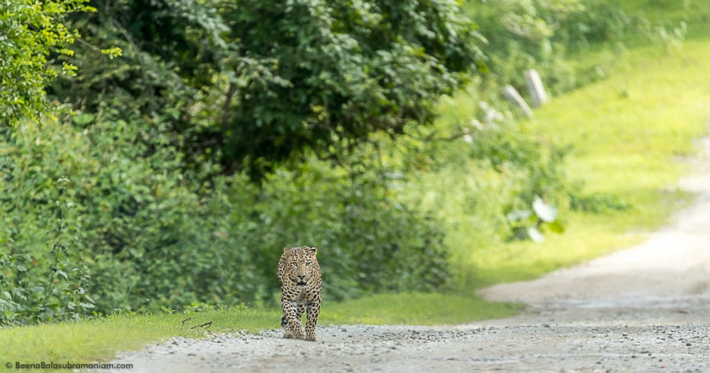 The Old MM Road Kabini and the Temple Male