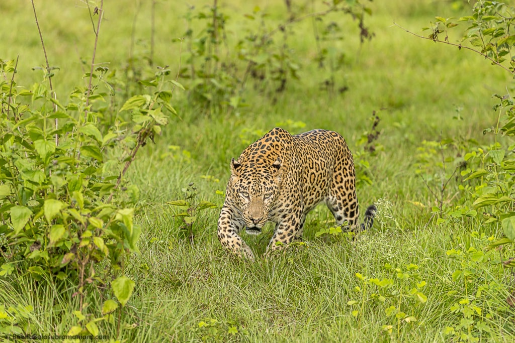 Panthera Pardus Fusca - The Indian Leopard