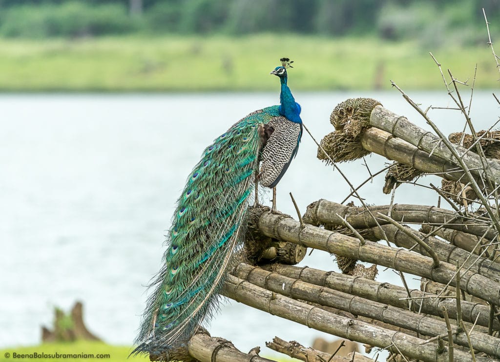 The Indian Peacock