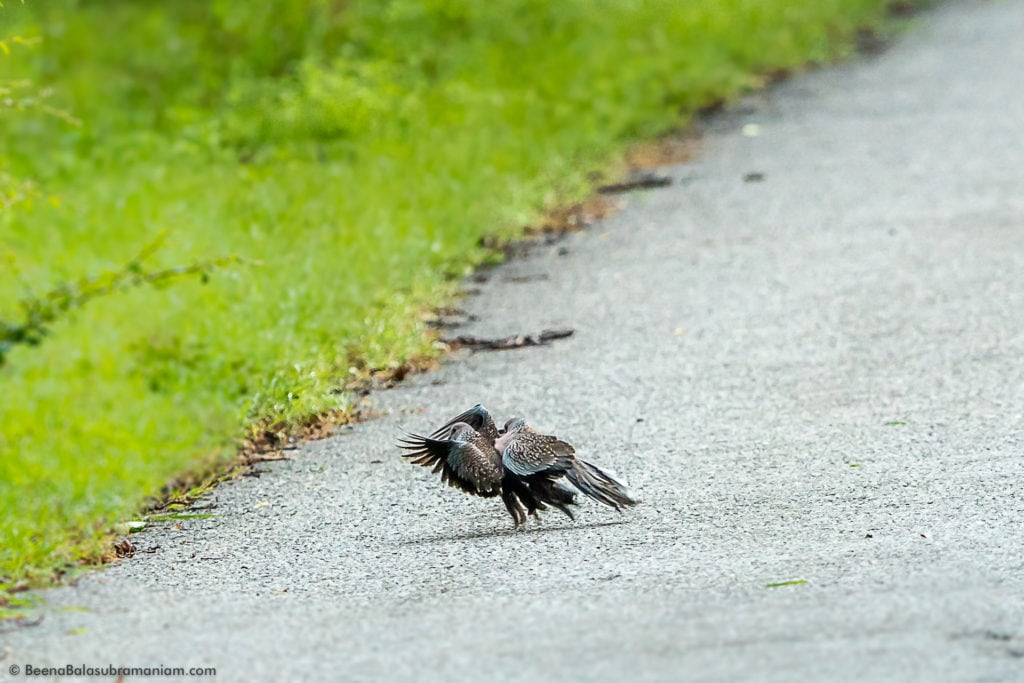 Mating spotted dove