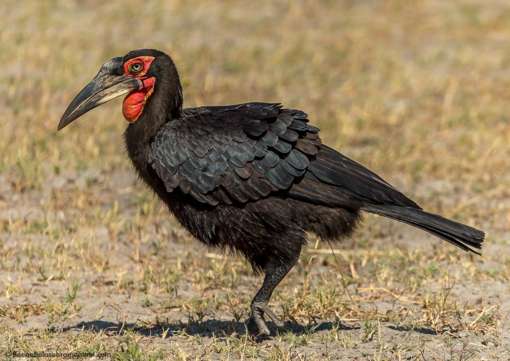 The ground hornbill