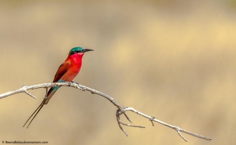 The Southern Carmine Bee eater 2014