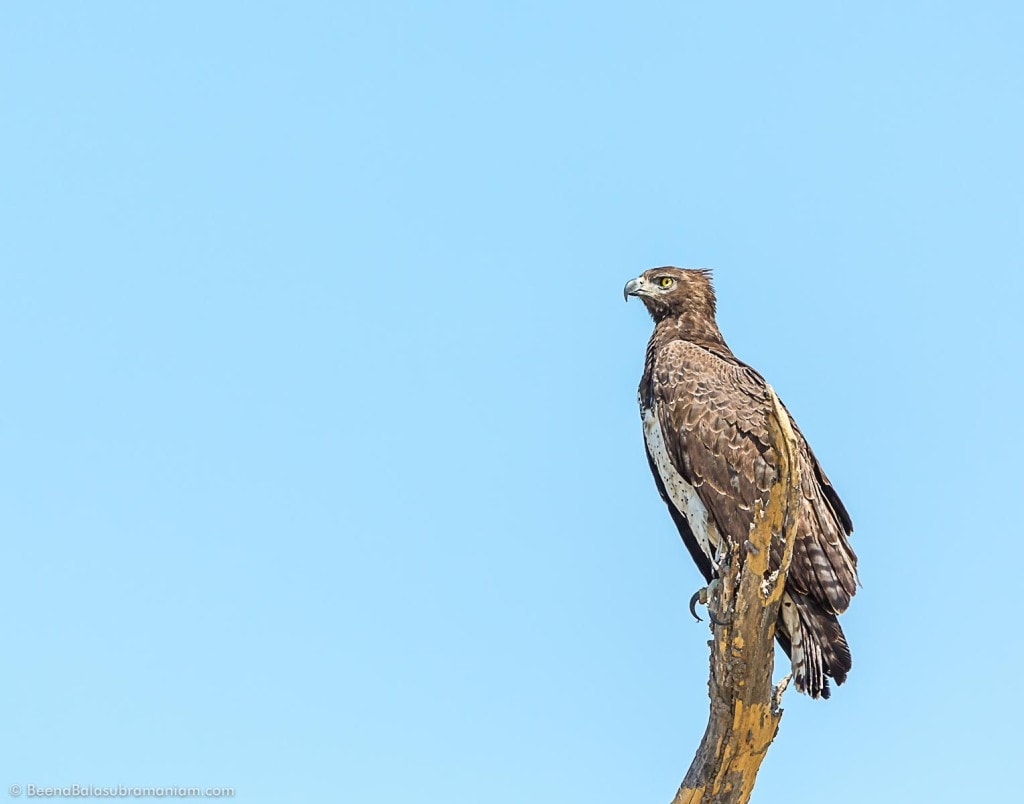 The Majestic Martial Eagle