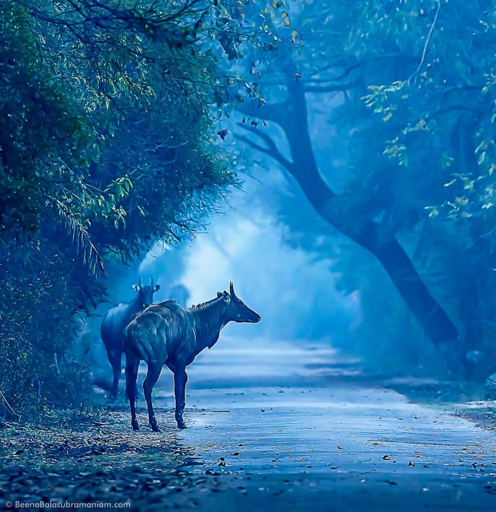 Nilgai The Blue Bull