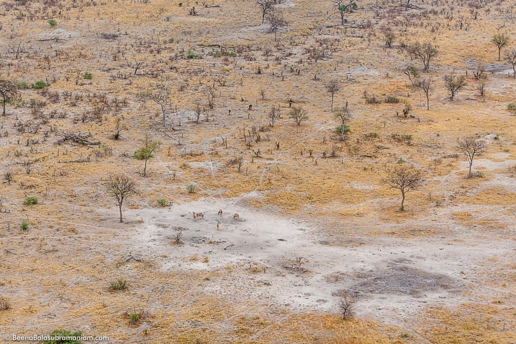 Aerial view of a herd of Oryx