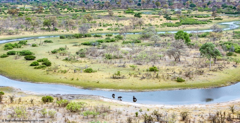 Buffaloes in the Selinda spill way - Aerial View