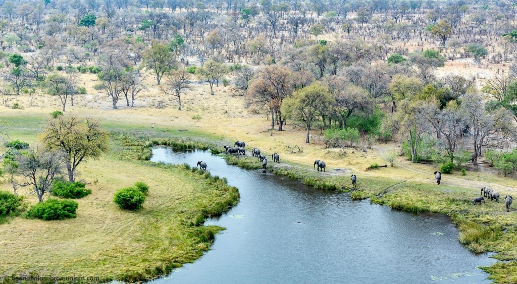 Elephant family in the Selinda spill way - Aerial View