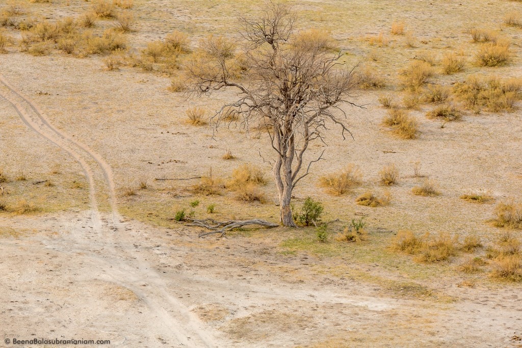 Signature shot from the Linyati , Aerial view