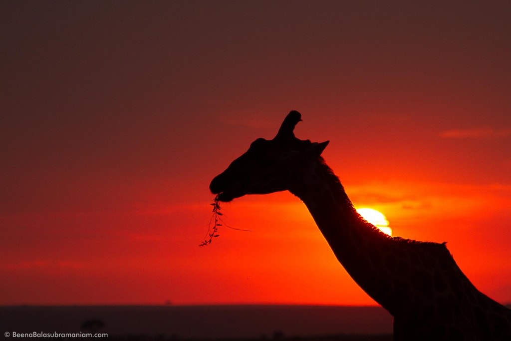 Giraffe against the setting sun