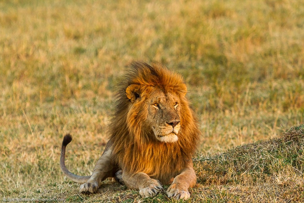 Golden Light and the Male Lion