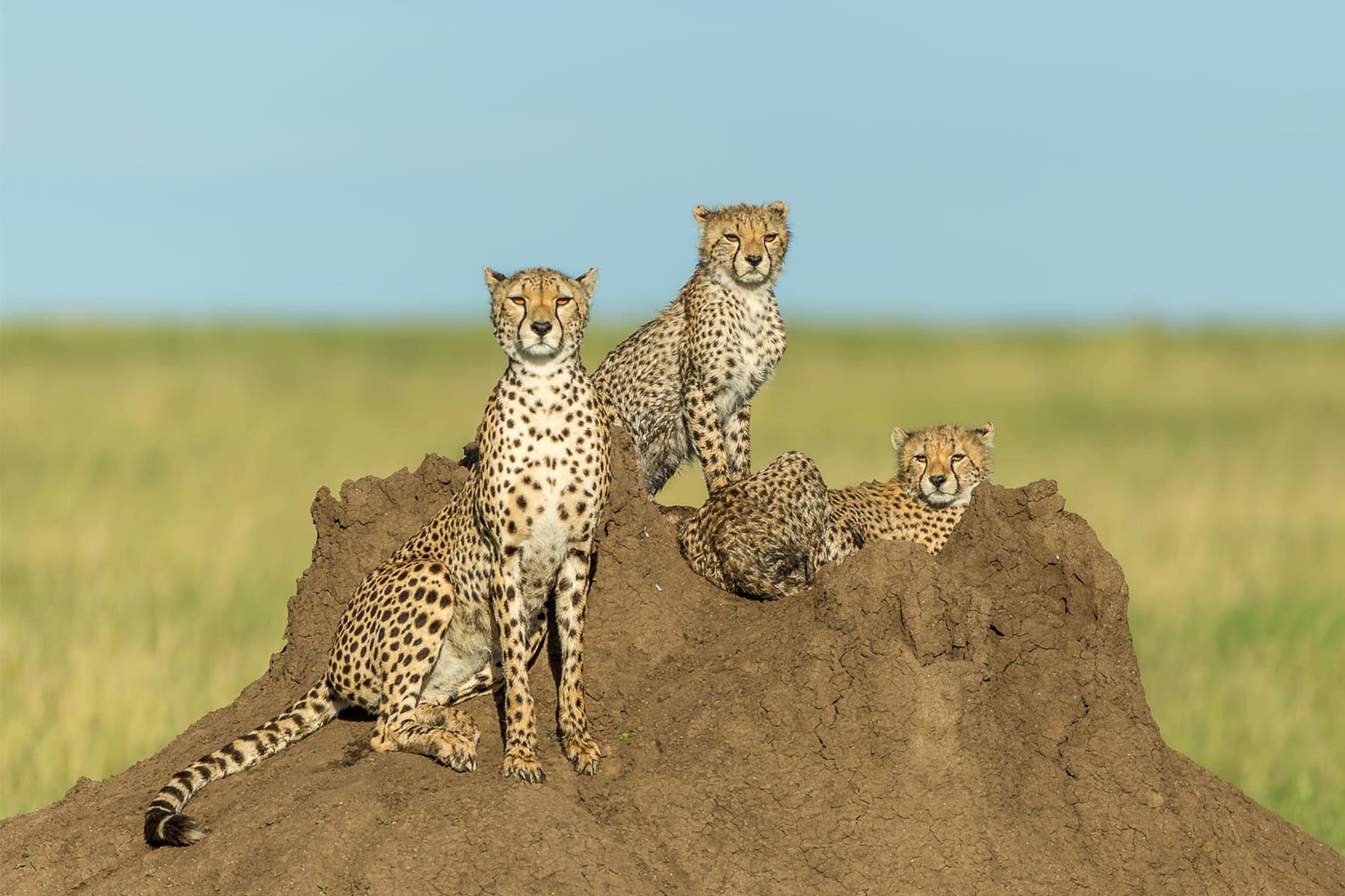 Cheetahs of Tanzania