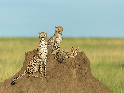 CHEETAHS OF TANZANIA SMALL