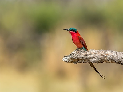 SOUTHERN CARMINE BEE EATER SMALL