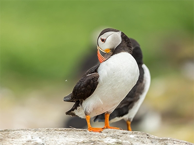 PREENING PUFFIN SMALL